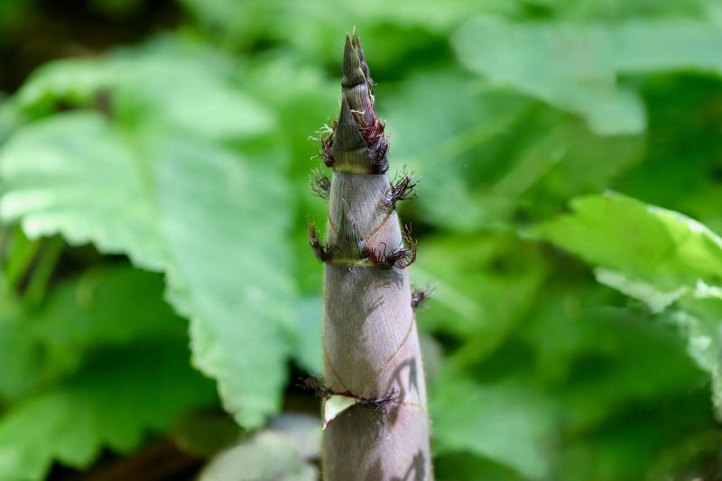 Vertical Planting Tips