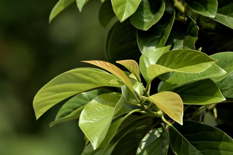 Vertical Garden Plants