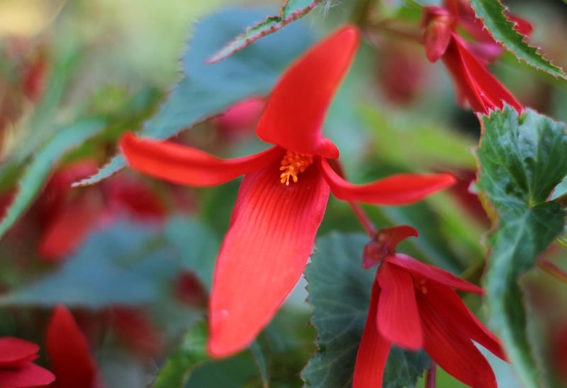 Hanging Basket with Flowers