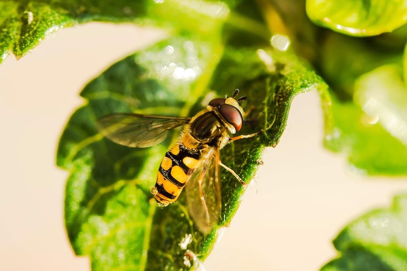 Hoverflies